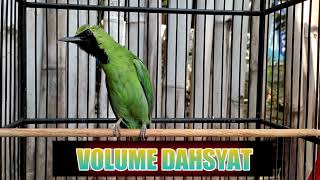 Download lagu cucak ijo gereja tarung hiper mix isian tengkek buto mp3 Download lagu cucak ijo gereja tarung hiper mix isian tengkek buto mp3