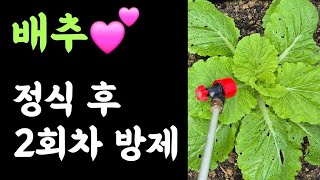 배추???? 정식 후 2회차 방제???? 약치고 비오면?