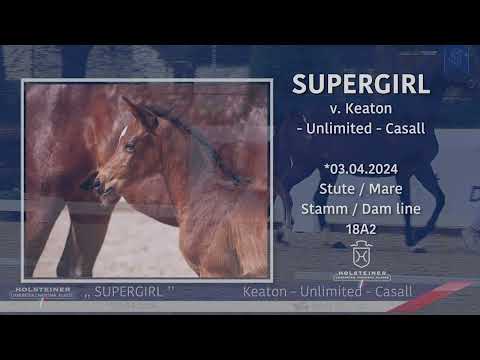 Holsteiner Fohlenmonat | Fohlen v. Keaton - Unlimited - Casall