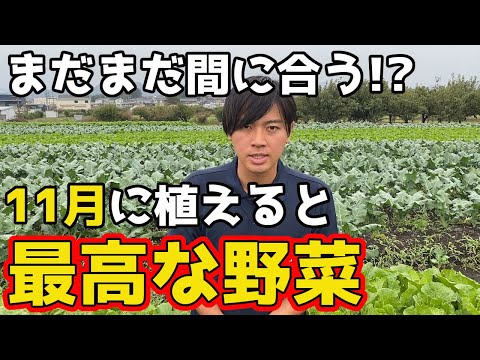 1月に植えるパセリの芳香ハーブ野菜野菜畑の露地