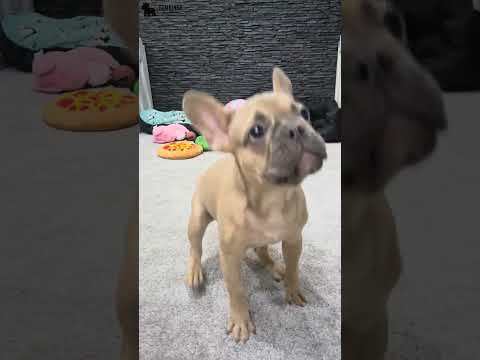 Video 3