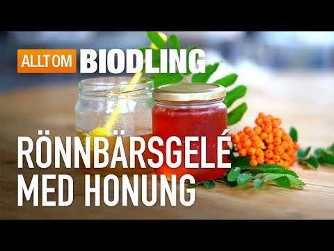 Rönnbärsgelé med honung