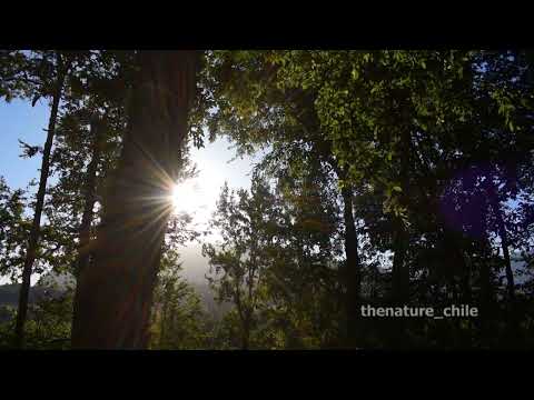 Curriñe Futrono Región de Los Ríos Chile 11