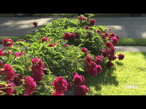 How to Stake Tall Perennials Video