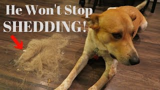 How to Stop your Dog from SHEDDING!