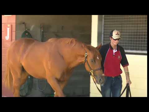 2018 Magic Millions Gold Coast March Yearling Sale preview