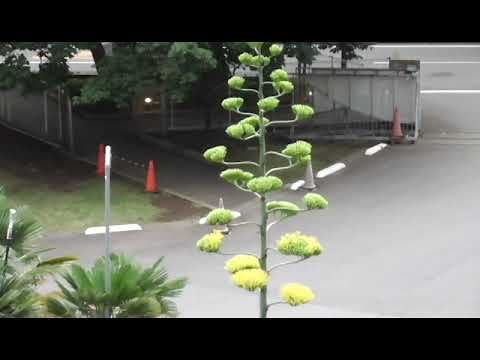 コミュニケーション社会学科 文京学院大学ふじみ野キャンパス　リュウゼツラン開花の様子５日目（2021年7月14日）