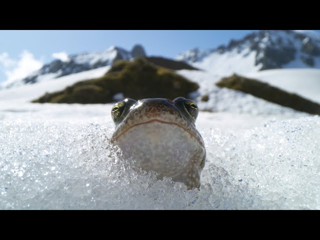 Frogs Race For Love | Planet Earth III