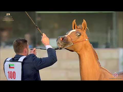 N.100 TALLAB AL OBAID - The Breeders Cup - Kuwait 2020 - Yearling Colts (Class 2A)