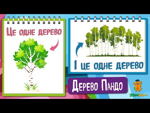 🍀 Дива природи. Явища навколо нас. Дерево Пандо — велетень, що тремтить 🌏