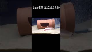 ささかま日誌2026 05 20 #ウーパールーパー
