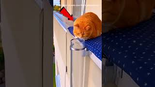 Kitten's Pipe Escape — Full Transcript & Summary