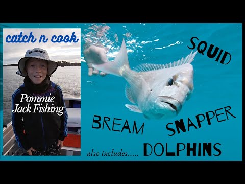 Squid, Bream, Snapper & Dolphins