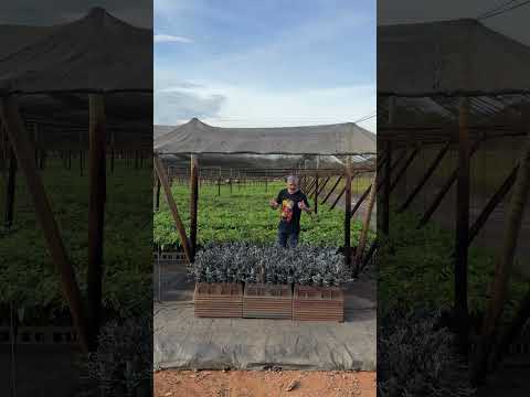 Solano no Viveiro de Pompéu: A Reconstrução da Artecologia #solano #shortsfeed #viral #shorts