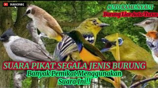 Download lagu Suara Pikat Segala Jenis Burung Auto Rame Turun... mp3