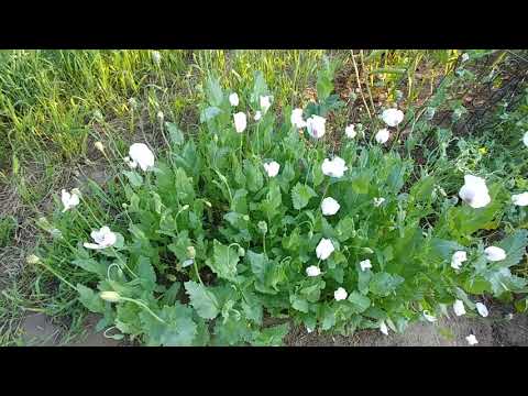 Papaver Poppies - Harvesting