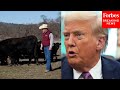 Trump Says Cattle Ranchers Don T Understand His Policies After Argentina Beef Import Plan Backlash