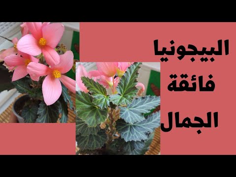 , title : 'نوع رائع من نبات#begonia #بيجونيا وأزهارها الرائعة'