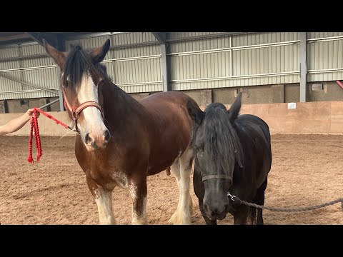Clydesdale Vs Regular Horse