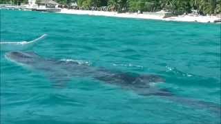 preview picture of video 'Oslob Philippines Whale Shark Watching Part 1'