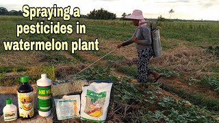How to spray a pesticides of Watermelon plant l paano mag spray Ng pesticides sa tanim na watermelon