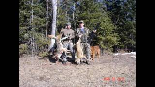 preview picture of video 'A few coyote hunts in Upper Michigan'
