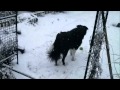Barney In The Snow