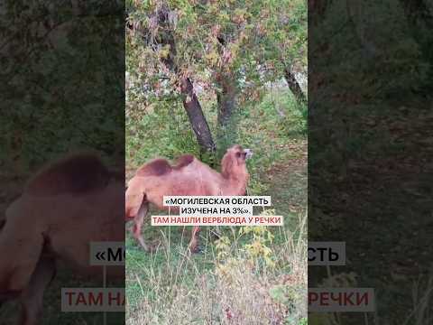 «Могилевская область изучена на 3%». Там нашли верблюда у речки