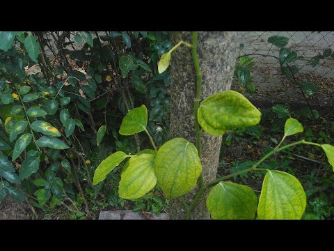 Apakah kehilangan plum berat badan Aku kehilangan perut berat badan