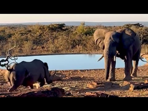 rhino vs elephant bull so intense encounter attack video