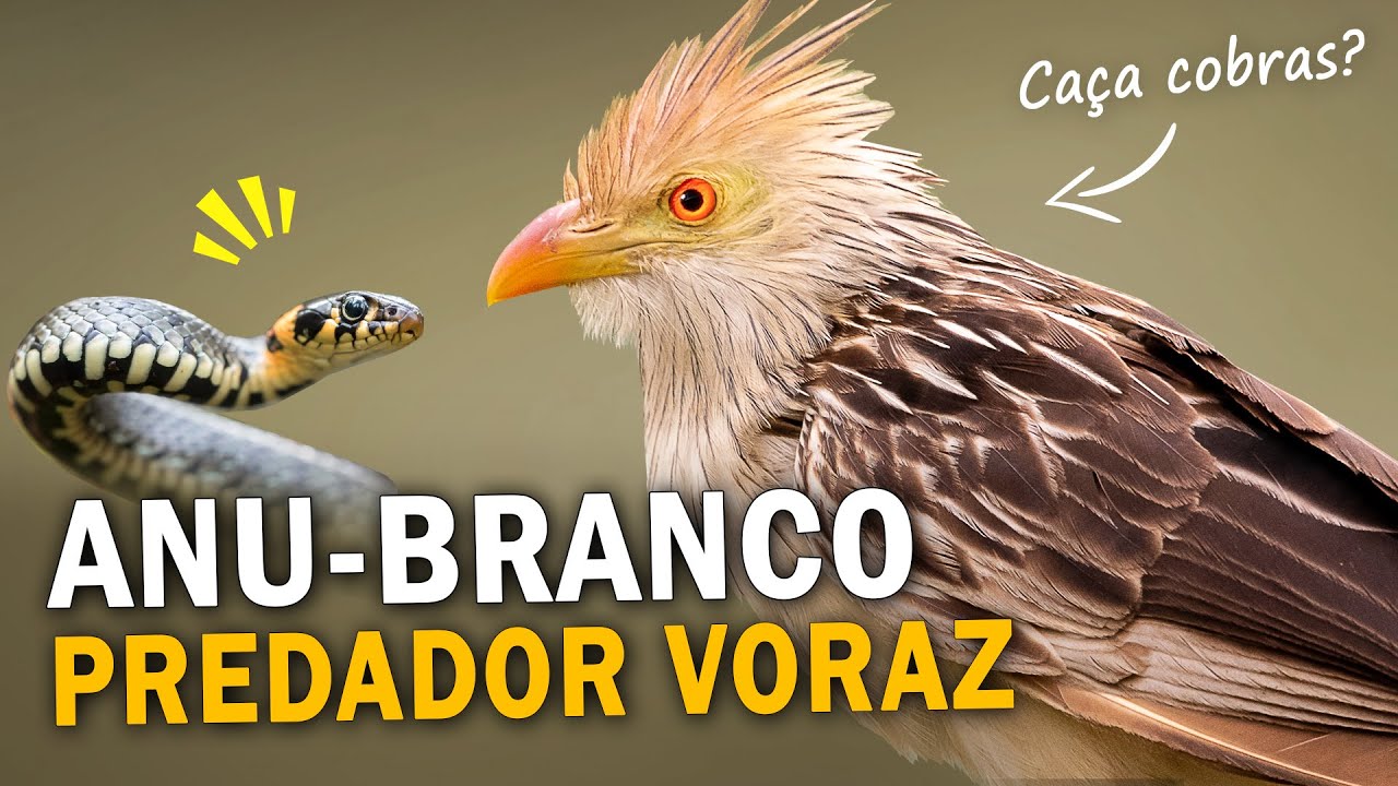 ANU-BRANCO predador dos campos | CURIOSIDADES, CANTOS e COMPORTAMENTOS