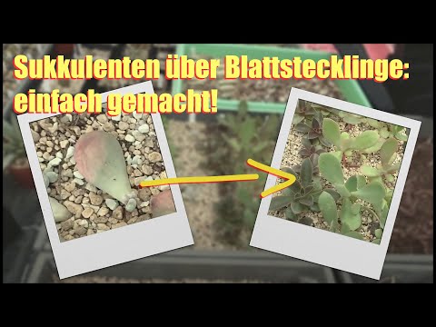 Sukkulenten über Blattstecklinge vermehren - So gehts!