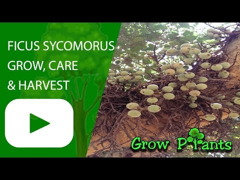 Ficus sycomorus - growing and harvest