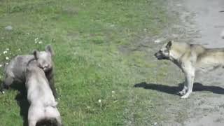 Свиньи жёстко дерутся под дэт-метал