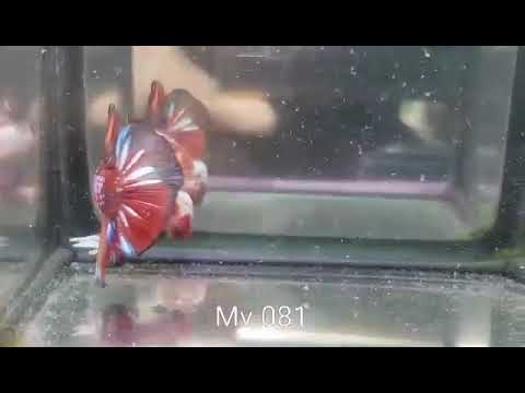 (MV-081) Nemo Galaxy Plakat Male Betta