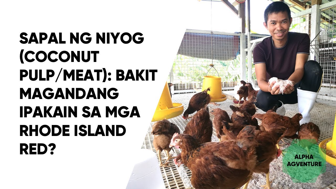 Sapal ng Niyog (Coconut Pulp/Meat): Bakit Magandang Ipakain sa mga Rhode Island Red