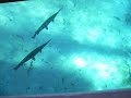 Silver Springs Ocala Florida Glass Bottom Boat Tour