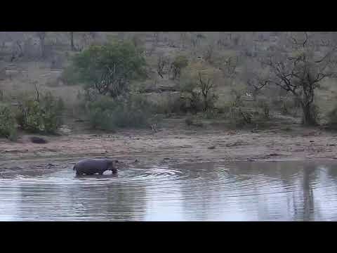 Djuma: Hippo gets out and plays with log for a bit - 17:24 - 10/05/20