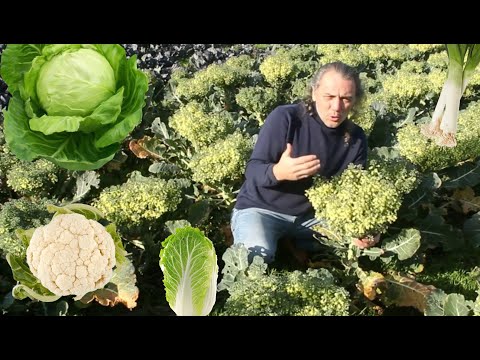 , title : 'NO LO HAGAS Mientras Siembras Verduras De Invıerno II ajo cebolla coliflor brócoli el huerta'