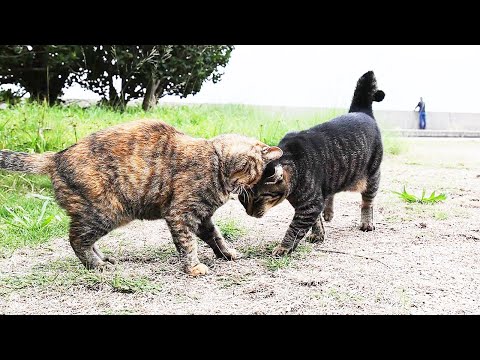 にこいちで一緒に生きる猫たちにご飯をあげると・・・ さくらねこたちへのエサやり 癒され野良猫動画 感動猫動画