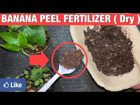 How to Make Banana Peel Fertilizer | Homemade Fertilizer For Plants