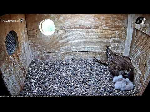 Wisconsin Kestrel Cam 23.05.2022 09:30