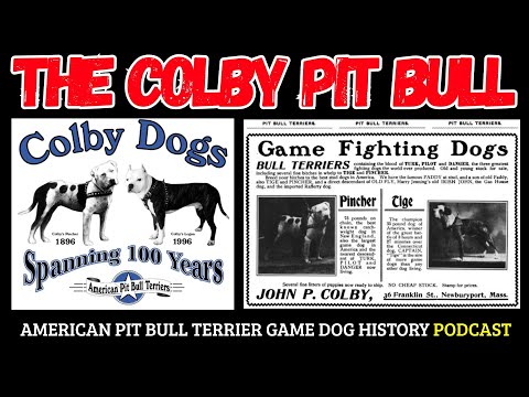 Colby PitBull | How One Family Changed APBT history Forever
