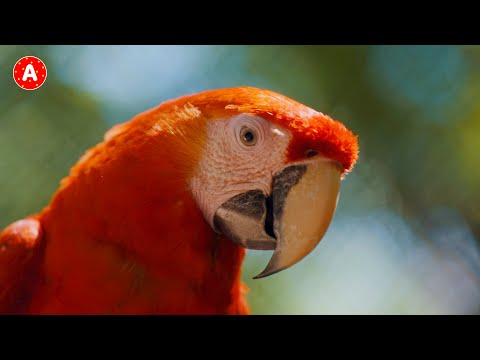 Perroquet - animaux tropicaux - compilation de perroquets
