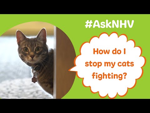 #AskNHV: How Do I Stop My Cats Fighting?