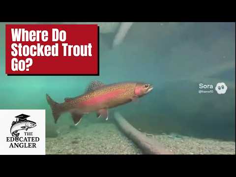 Brown Trout Stocking