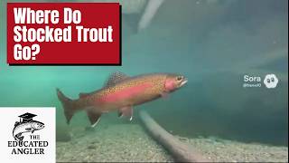 What Happens to Stocked Trout After Spring