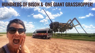 Bison Everywhere!! Enchanted HWY, &amp; Theodore Roosevelt NP. Full Time Van Life!