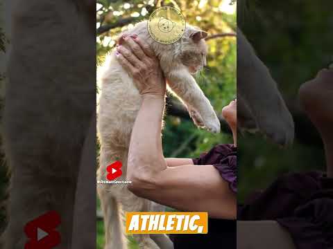 Grooming Your Angora Cat: Fact About Angora Cat #animalcrossing #animalfacts #unicfact