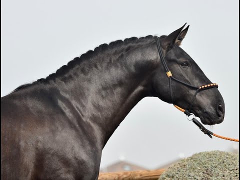 VERSO DE SUSAETA - SPANISH STALLION - YEGUADA SUSAETA - 1.67